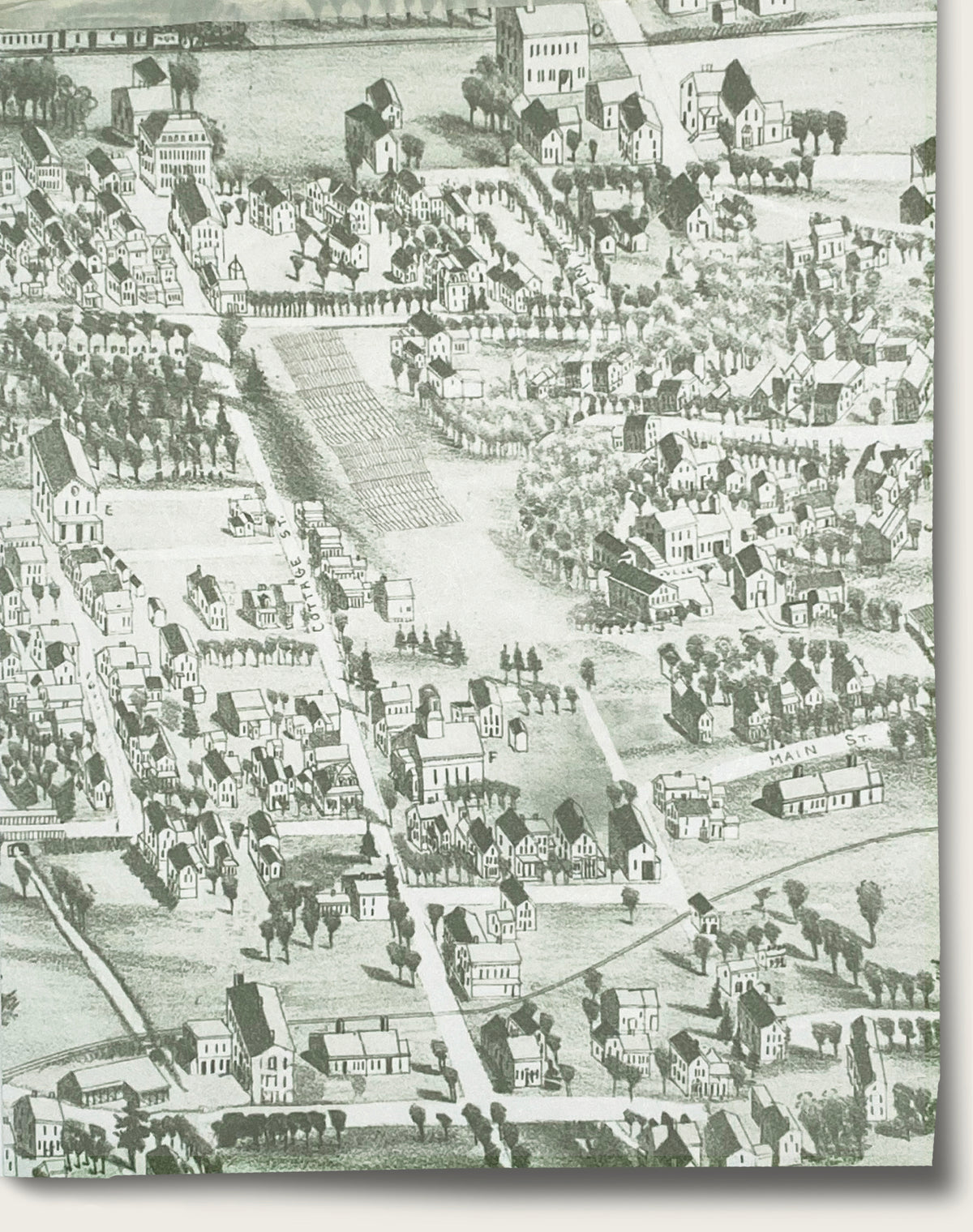 Village Green- Boxwood